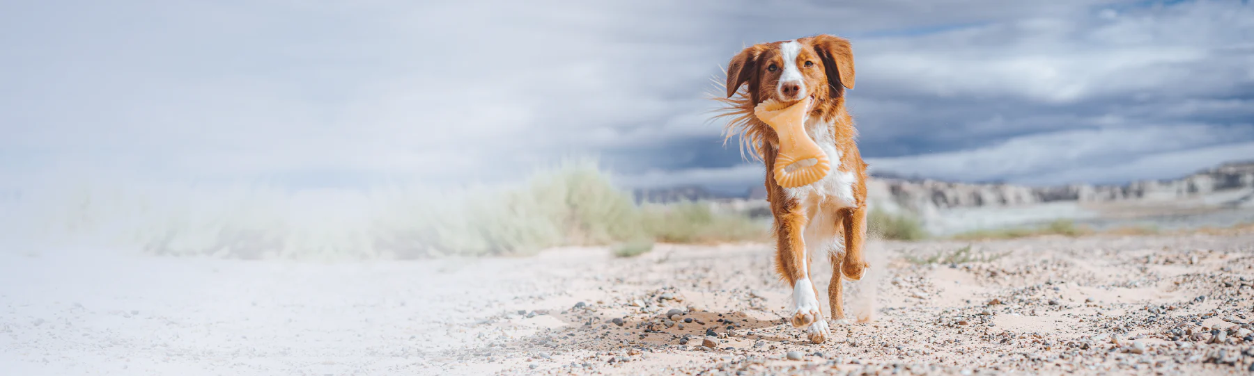 Flavor-Packed Chews Dogs Crave